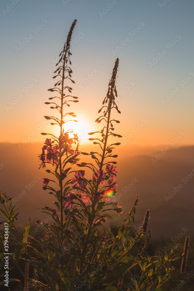 fireweed blossom in the mountains at sunrise fireweed blossom in the mountains at sunrise
