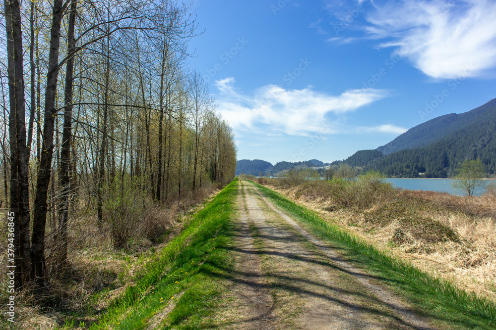 Obraz premium path in the forest