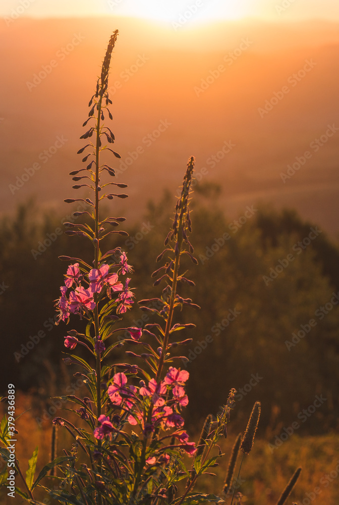 Obraz premium fireweed blossom in the mountains at sunrise