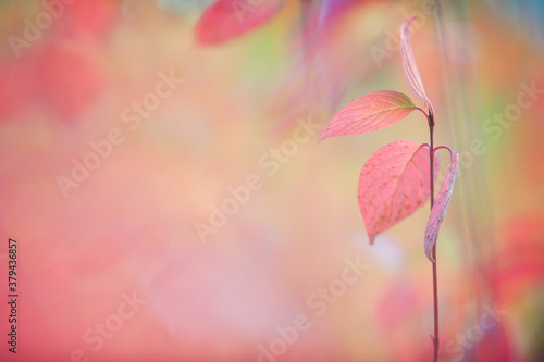 Fototapeta Naklejka Na Ścianę i Meble -  Siberian dogwood (Cornus alba) leaves in autumn colors