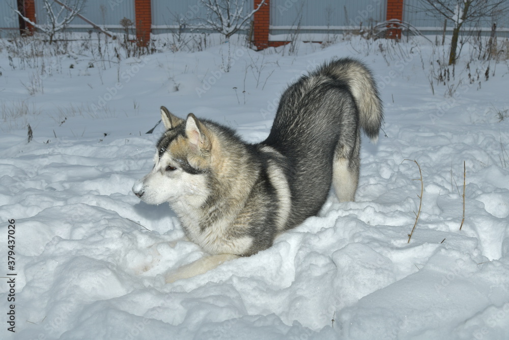 Naklejka premium playful mood