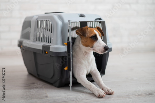 Dog jack russell terrier inside a travel carrier box for animals