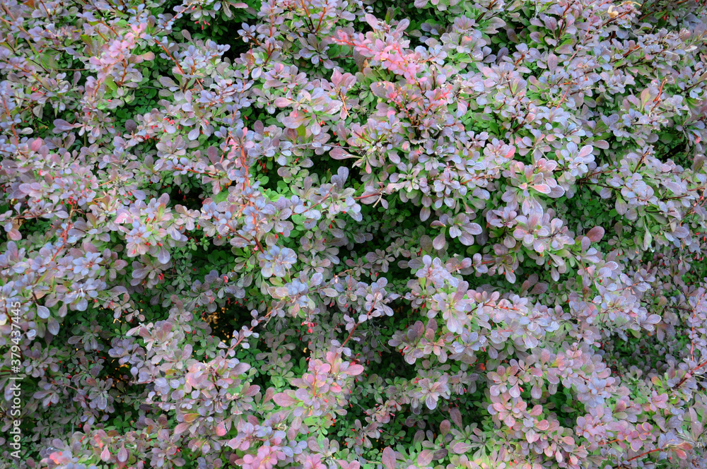 autumn shrub autumn shrub