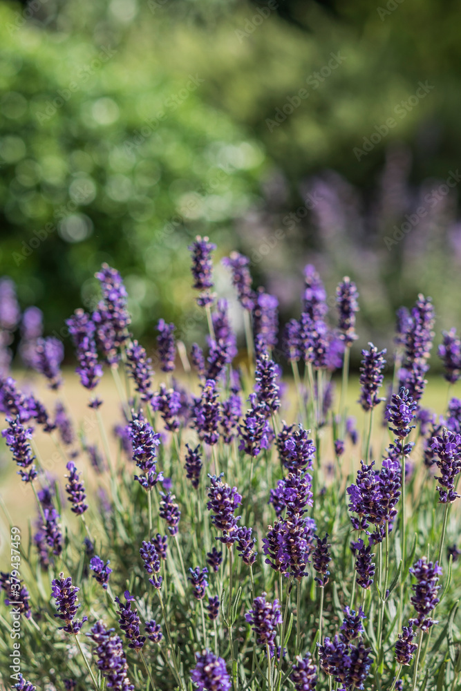 Obraz premium Lavender bush growing in a sunny garden.