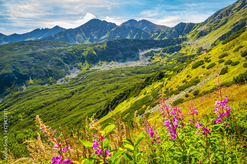Quadro su tela Mountain landscape with fireweed flowers in Rohace area of the Tatra National Park, Slovakia, Europe