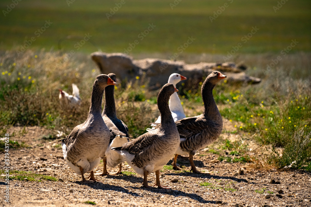 Geese are walking in the meadow.
Several gray geese stand on a rocky glade against the background of a green field. Geese are walking in the meadow.
Several gray geese stand on a rocky glade against the background of a green field.