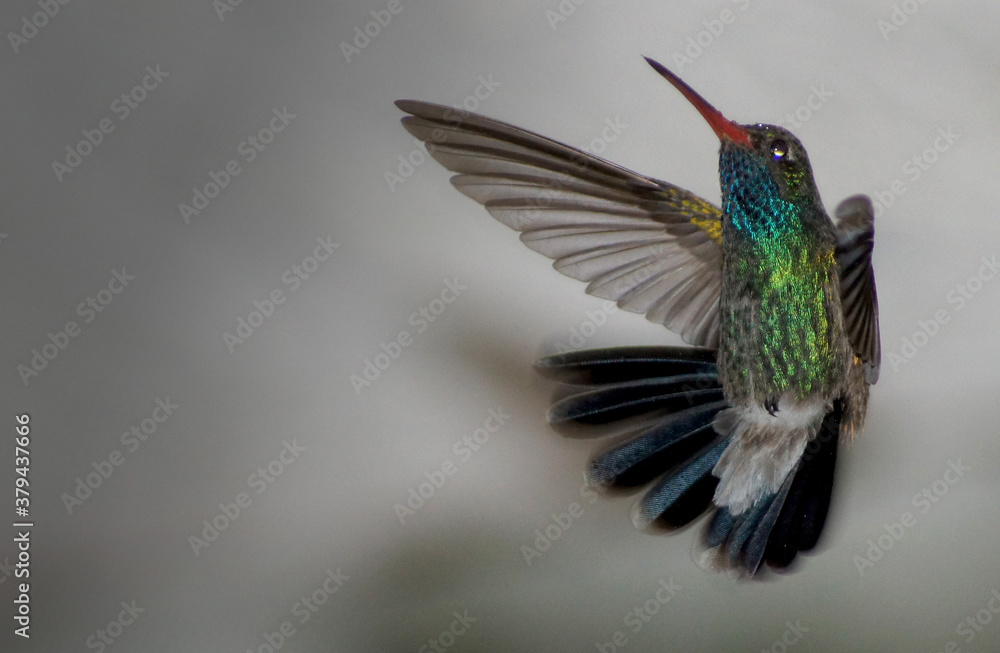 Obraz premium Colibrí