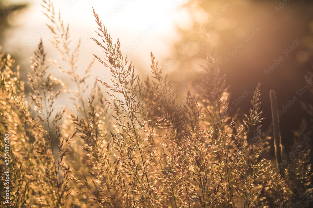 Obraz premium sunset in the field