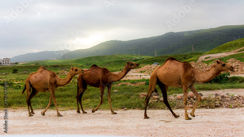 Fototapeta Naklejka Na Ścianę i Meble -  camels in the mountains