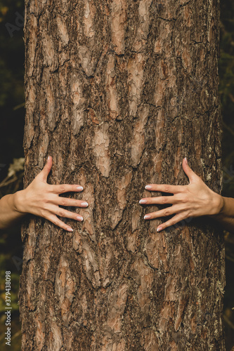 Human and nature concept. Woman hands hugging pine tree in dark foliage background with copy space