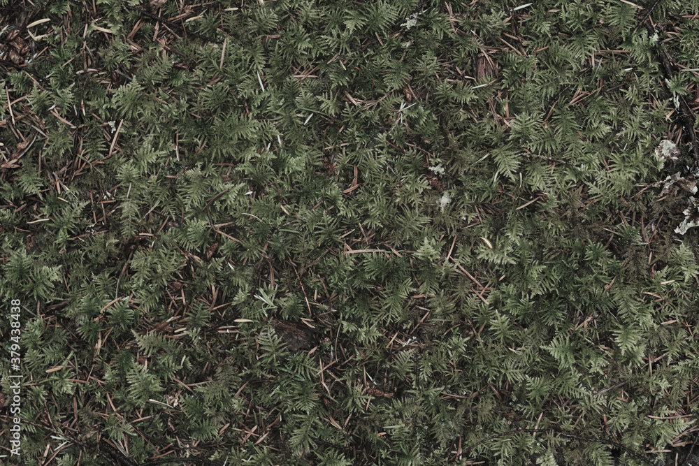 grass texture grass texture