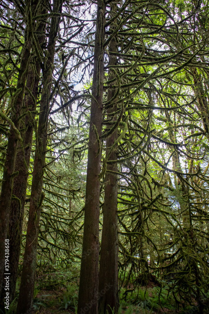 trees in the woods trees in the woods