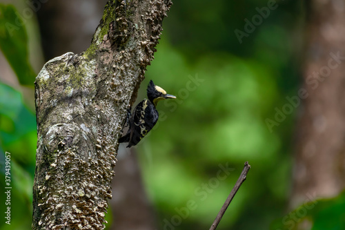 Heart Spotted Woodpecker with Feed for the chick