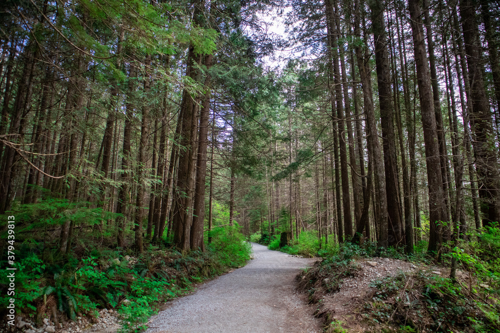 path in the forest path in the forest