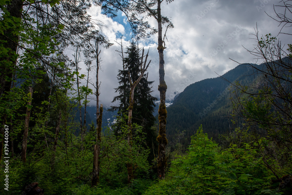 clouds over the forest clouds over the forest