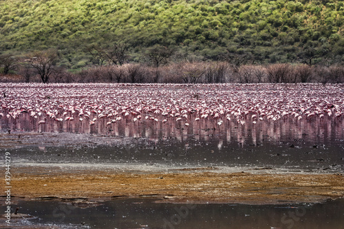 The large flock of pink flamingos on Lake Bogoria, Kenya.
