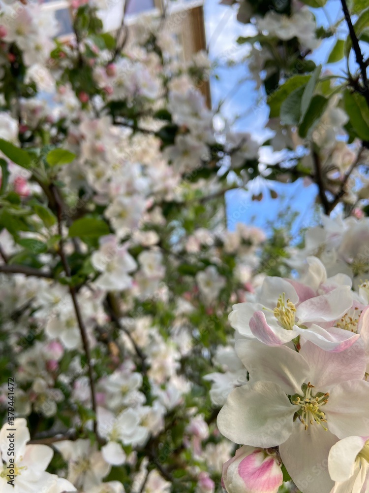 Fototapeta premium Фото