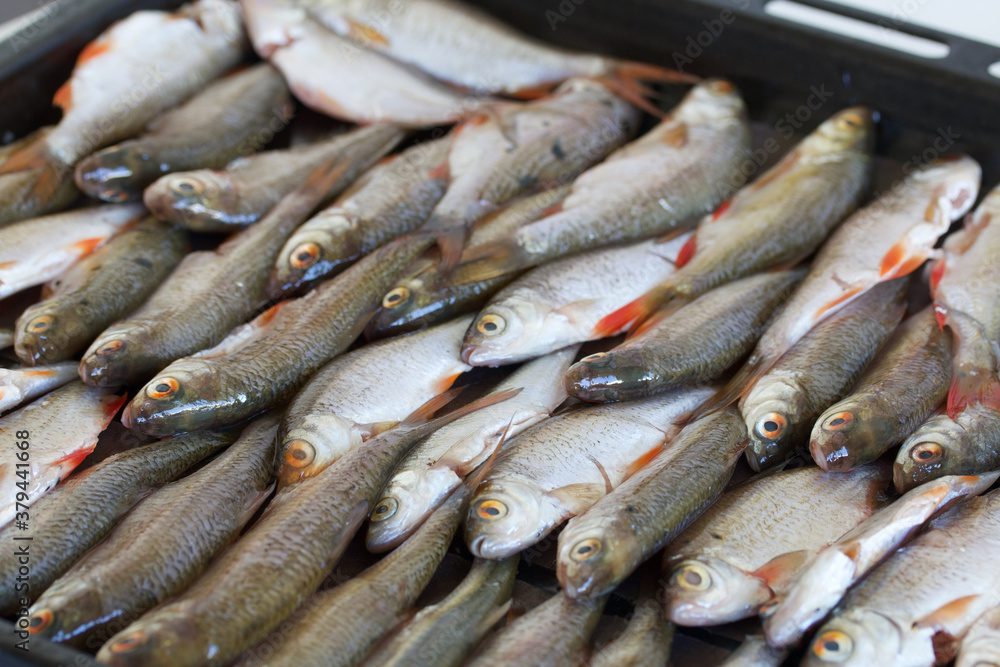 Baking tray with river fish before drying in the oven. The fish lies in rows, shot close-up.