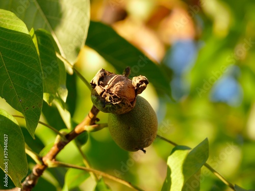 Der Herbst ist da, die Walnüsse schälen sich aus ihrem Mantel