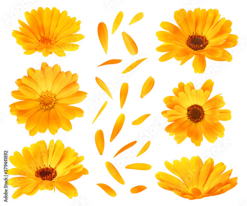 Canvastavla Collection of calendula (marigold) flower heads and petals isolated on white bac