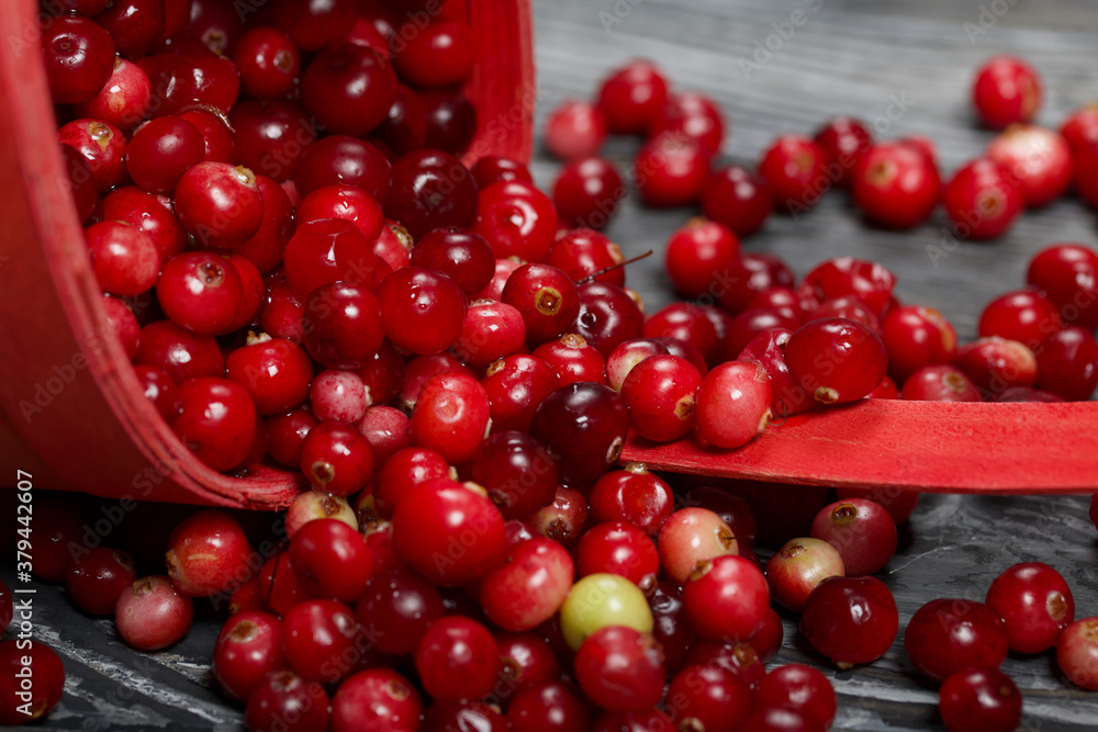 An overturned basket of cranberries. The berries were scattered over the surface of the planks with a wooden structure. An overturned basket of cranberries. The berries were scattered over the surface of the planks with a wooden structure.