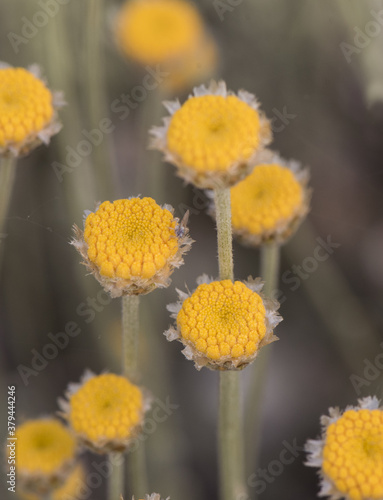 Santolina pectinata aromatic plant with yellow compound flowers on long erect stems defocused green background photo