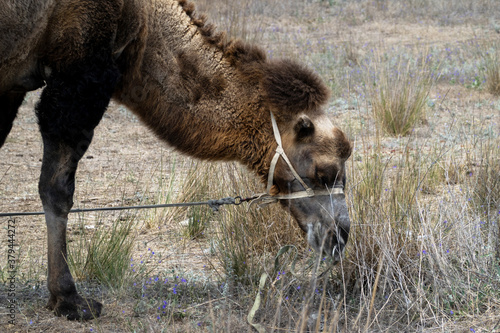 A cut-off image of a camel biting off dry grass. The camel is wearing a halter and is tethered. Side view. photo
