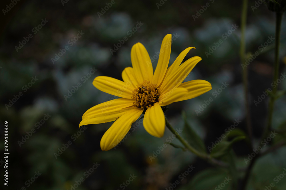 Yellow Daisies On green Background. Yellow Daisies On green Background.