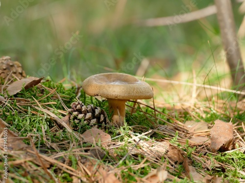 Kahler Krempling wächst auf kleiner Lichtung, der Herbst ist da