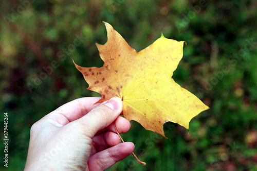 hand holding a yellow maple leaf