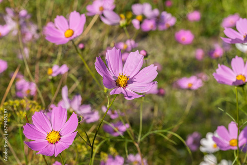 Blooming pink kosmeya flowers in the garden bed.