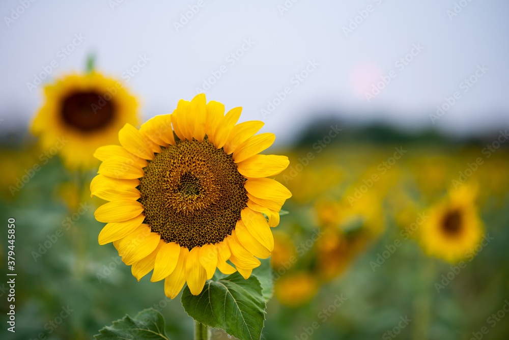 Fototapeta premium field of sunflowers copy space