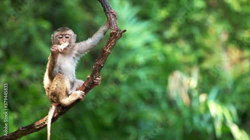 Funny cute looking monkey on tree branch. Lovely little primate eating, swinging on liana. Pretty scene of wildlife in exotic green forest.