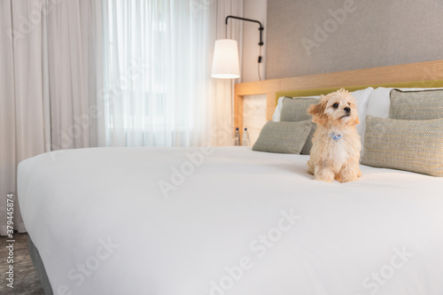 Friendly dog is playing on the bed in hotel room