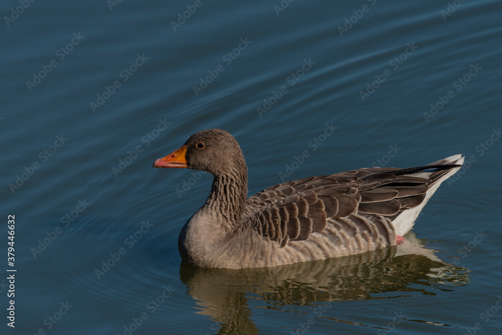 Duck on south Bohemia pond near Hluboka nad Vltavou town Duck on south Bohemia pond near Hluboka nad Vltavou town