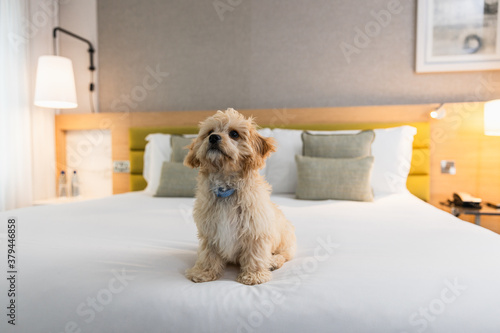 Friendly dog is playing on the bed in hotel room