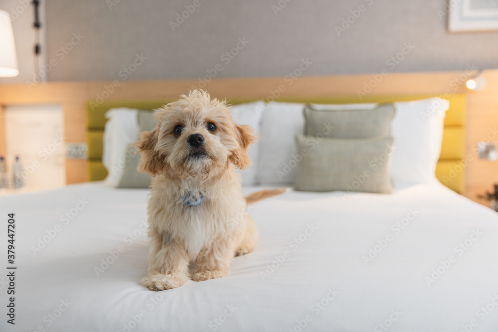 Friendly dog is playing on the bed in hotel room Friendly dog is playing on the bed in hotel room