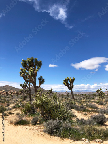 Joshua trees in desert landscape with mountains in Joshua Tree National Park  California  USA