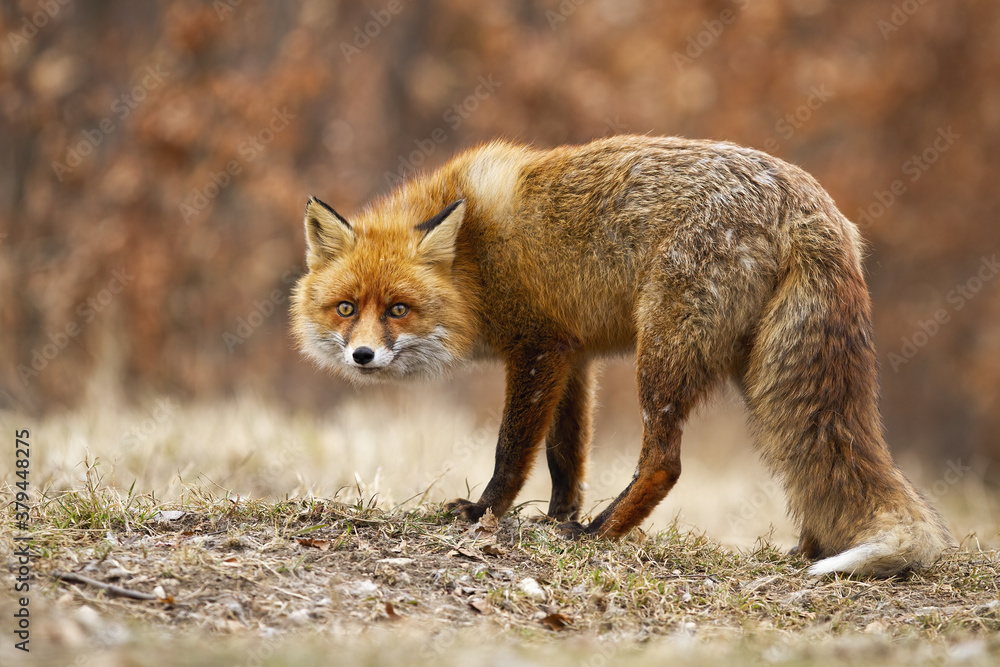 Stealth red fox, vulpes vulpes, sneaking on meadow in autumn nature. Orange alert animal looking to the camera on field. Wild mammal standing on dry glade. Stealth red fox, vulpes vulpes, sneaking on meadow in autumn nature. Orange alert animal looking to the camera on field. Wild mammal standing on dry glade.