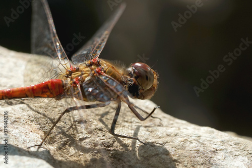 Nahansicht einer Heidelibelle