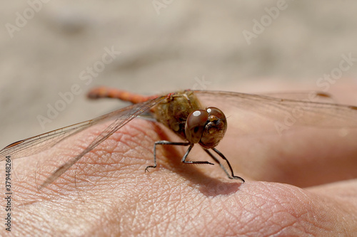 Nahansicht einer Heidelibelle auf einer Hand sitzend © Revilo Lessen