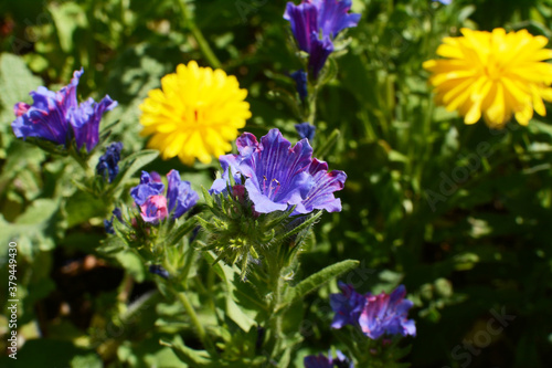 Viper s bugloss - wildflower with blue blooms  among yellow calendula