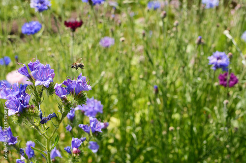 Shrill carder bee flying above viper s bugloss flowers