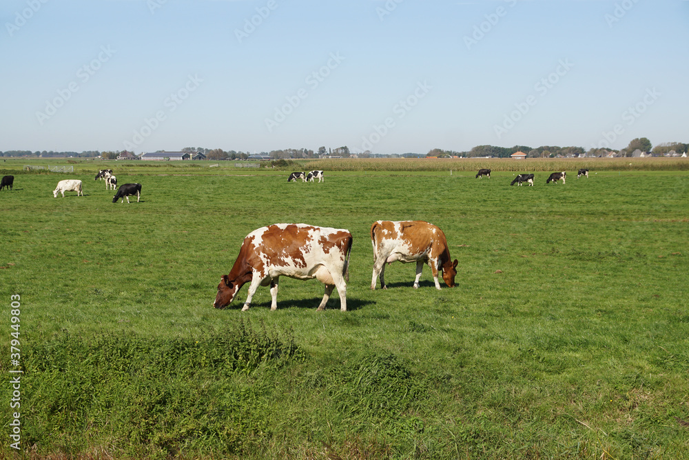 Pasture landscape. Brown and white cows on the front in the meadow in the Netherlands. September, near the Dutch village of Bergen.