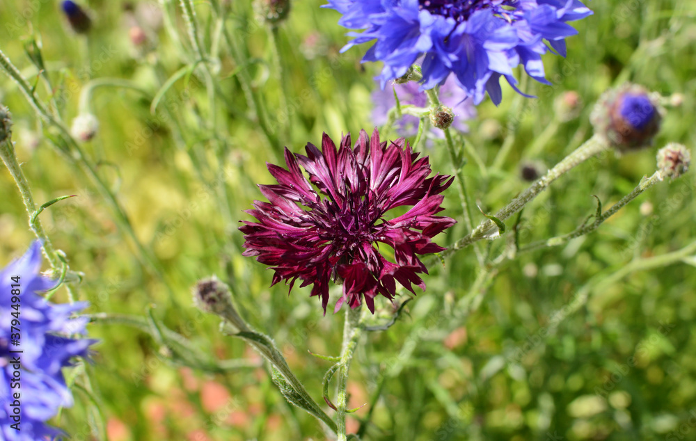 Deep purple cornflower bloom among common blue cornflowers Deep purple cornflower bloom among common blue cornflowers