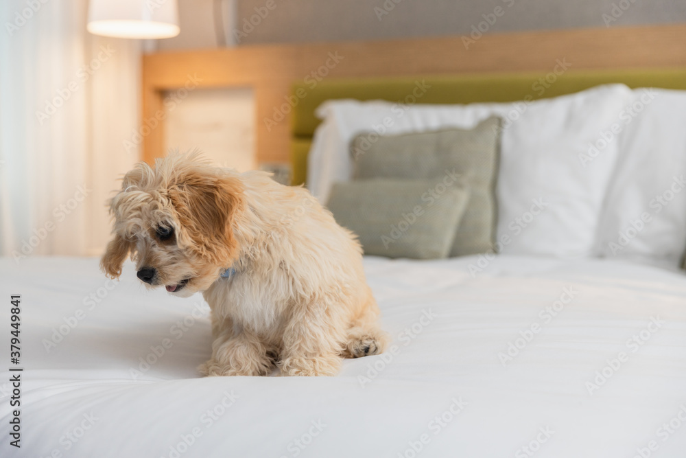 Friendly dog is playing on the bed in hotel room Friendly dog is playing on the bed in hotel room