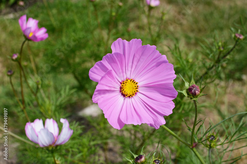 Large pink cosmos flower - Dwarf Sensation