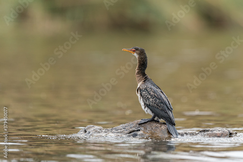 Reed cormorant (Phalacrocorax africanus) standing on a rock in the water © o0orichard