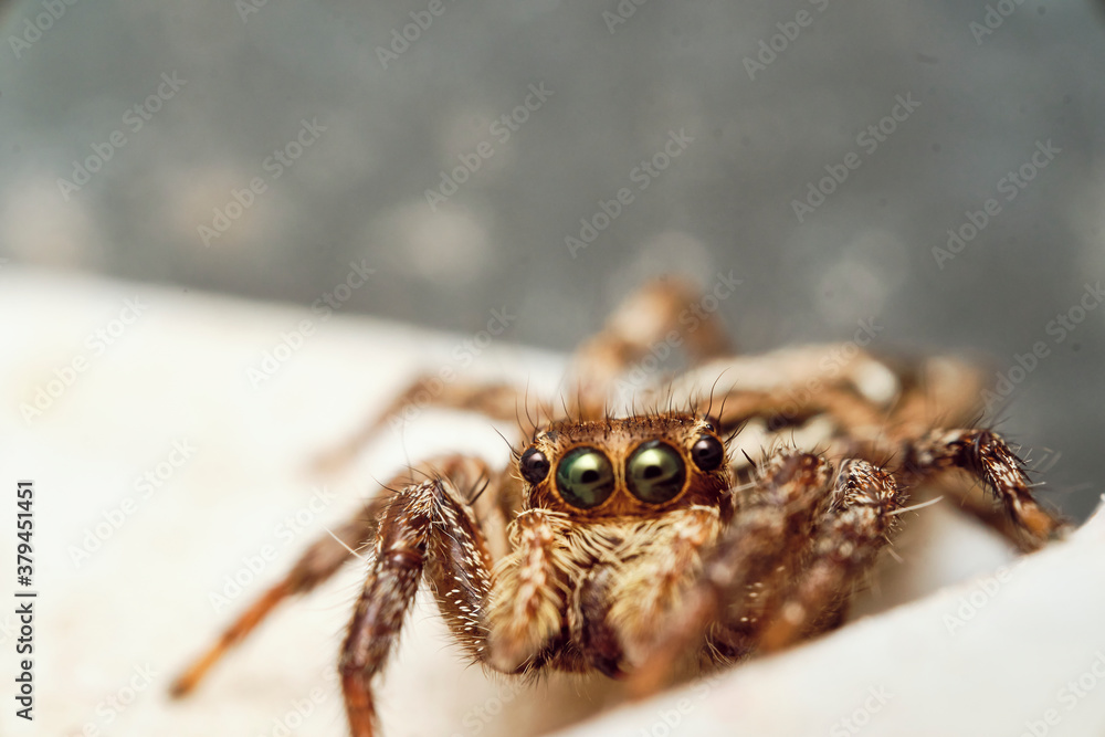 Fototapeta premium Jumping Spider aka Plexippus petersi 