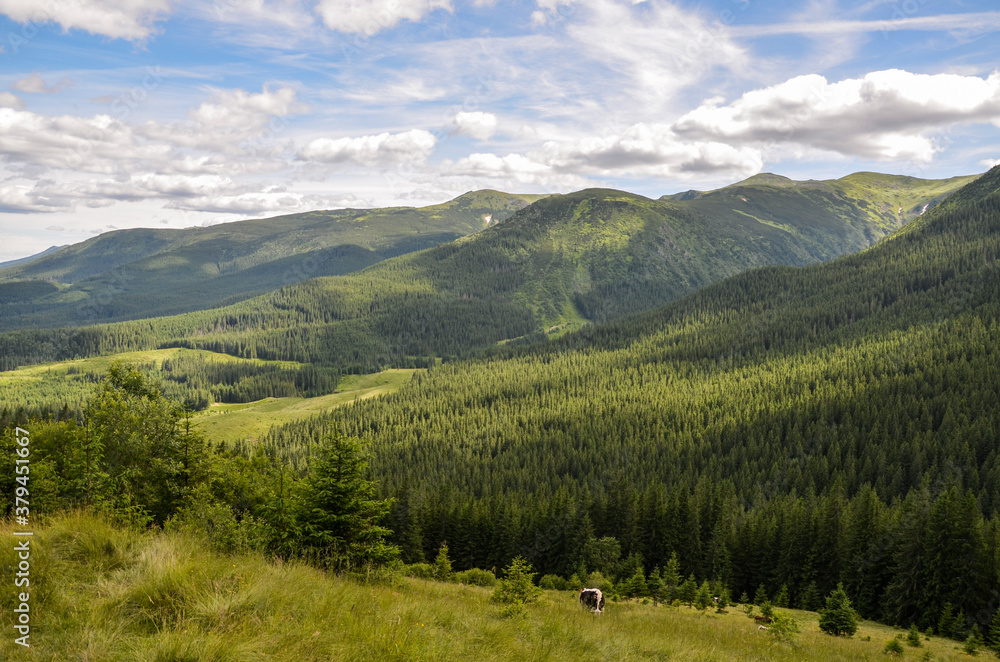 Cows grazing on the hill in a pasture in the mountains. Beautiful Carpathian mountains panorama, Ukraine